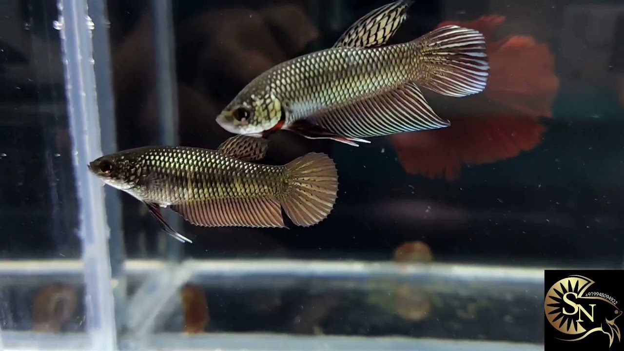 Copper Smaragdina wild betta