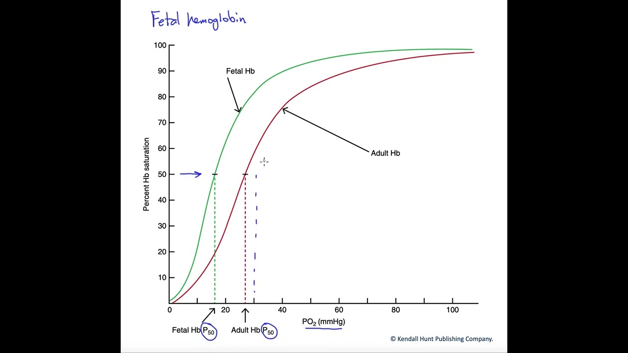 Fetal hemoglobin