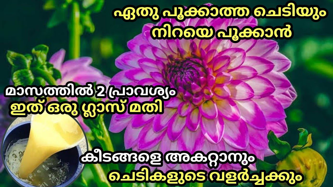 Mustard Cake Organic fertilizer for plants // പൂച്ചെടികളും പച്ചകറികളും നിറയെ പൂക്കാനും കായ്ക്കാനും