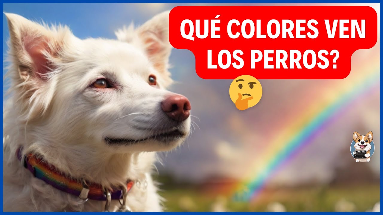 🌈🐾 Secretos Revelados: Cómo Ven los Perros el Mundo 🐕