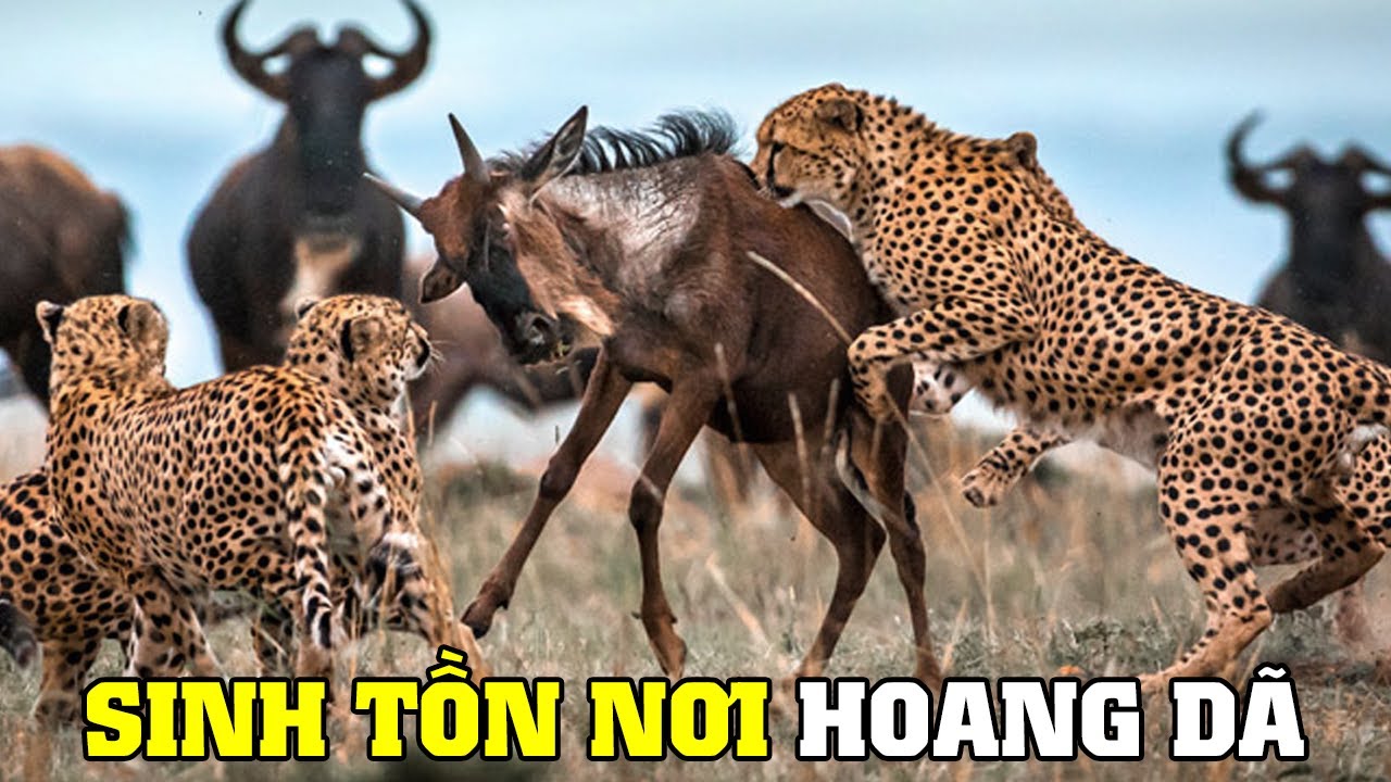 Sinh Tồn Ở Châu Phi | Khám Phá Thế Giới Động Vật Hoang Dã