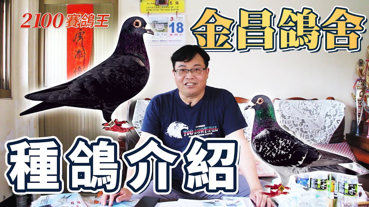 【2100賽鴿王 採訪】金昌鴿舍-種鴿介紹