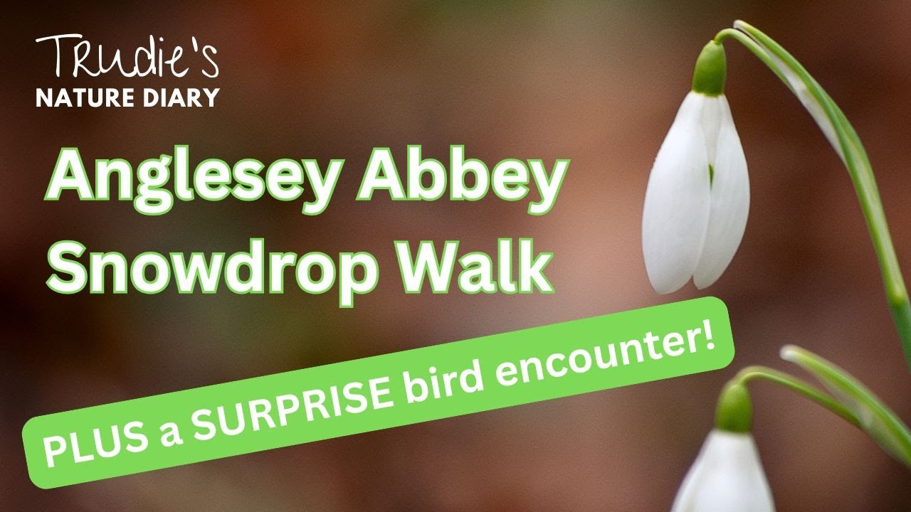 Anglesey Abbey Snowdrop Walk PLUS SURPRISE Goldcrest | Nature Dairy