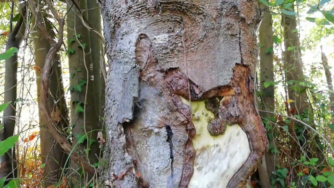 Senda costera de Muros de Nalón (Asturias)