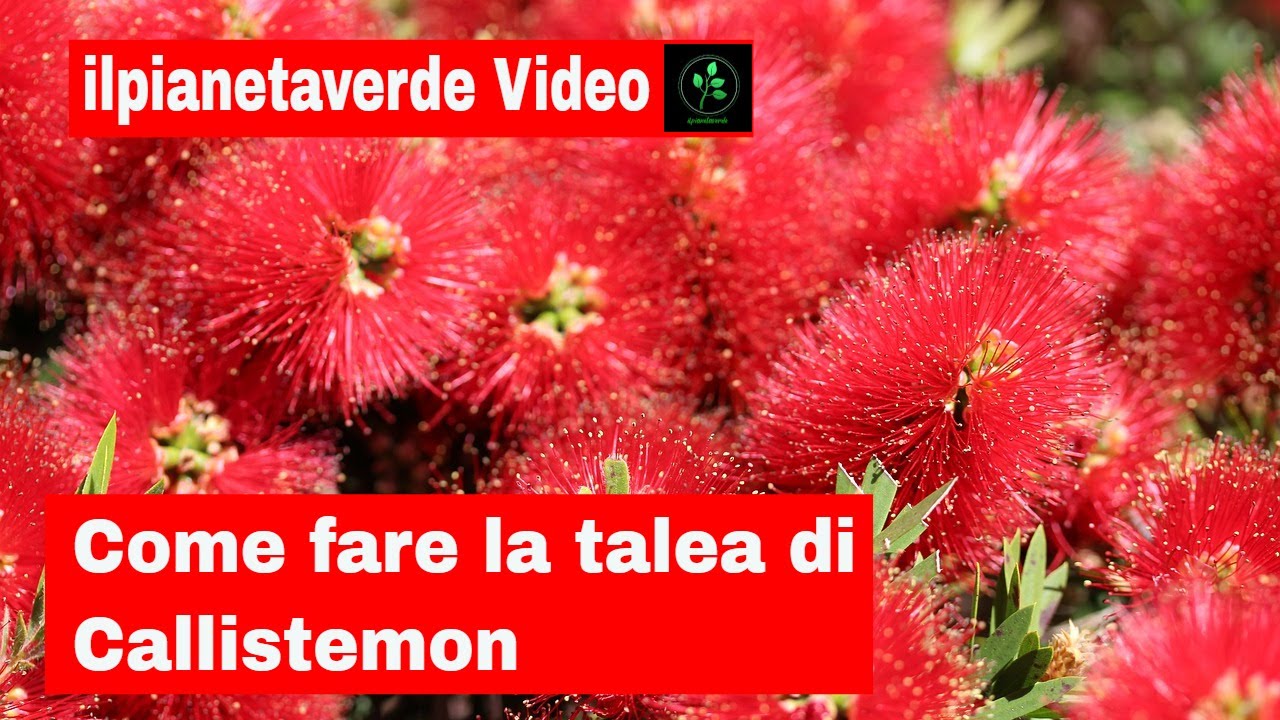 Come riprodurre con la talea il Callistemon