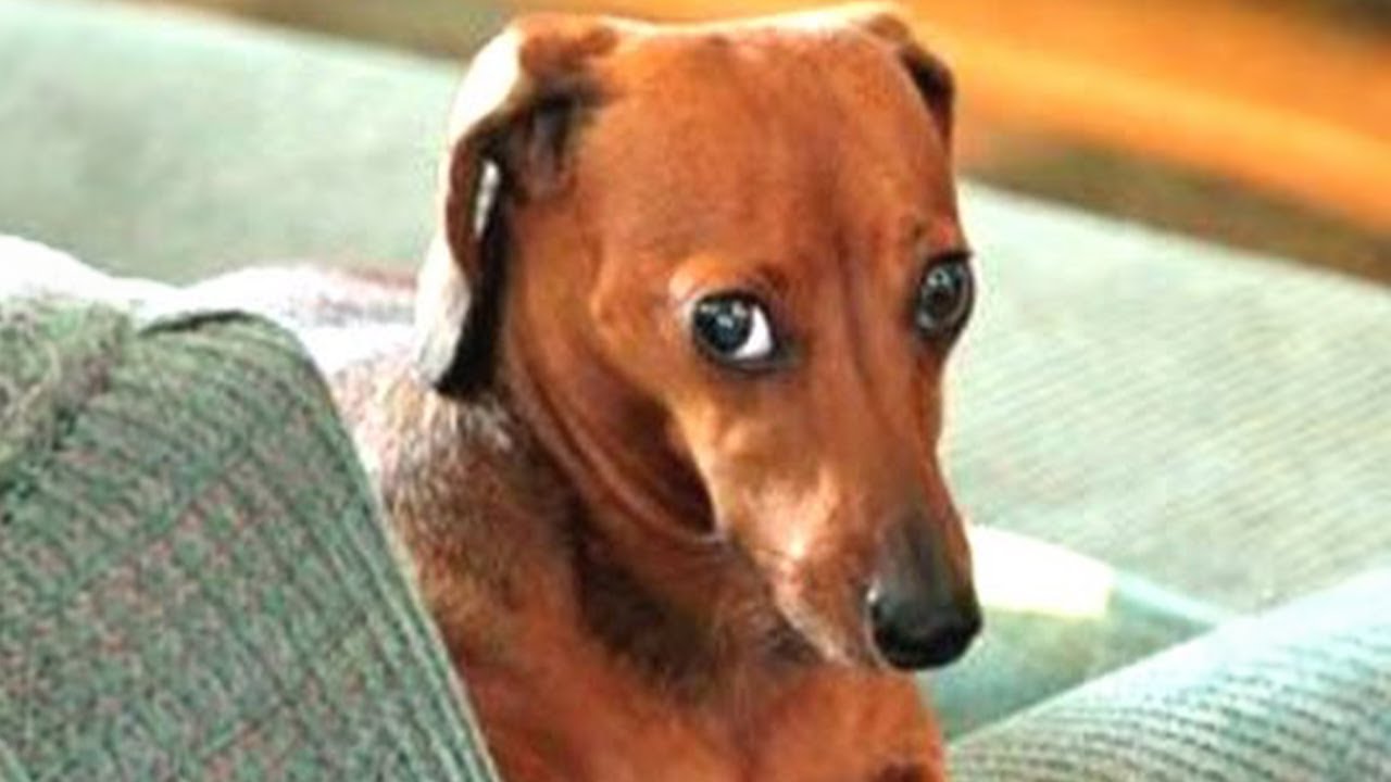 Videos De Risa De Animales 2023 - Recopilación Perros culpables del Año 😂
