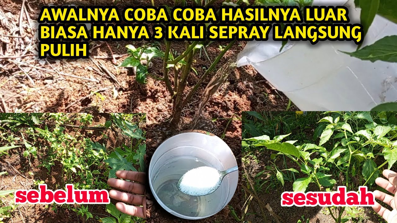 Obati daun cabe yg keriting secara alami