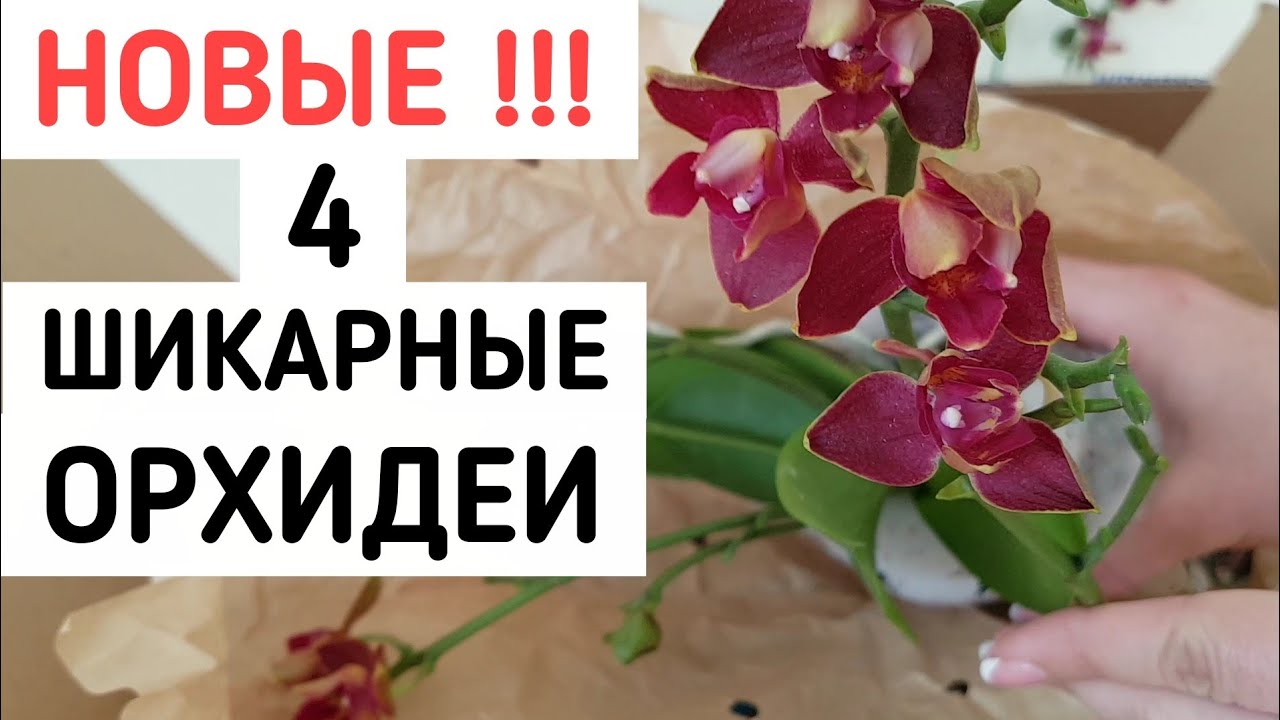 ПОТРЯСАЮЩИЕ ОРХИДЕИ почтой и что делать после получения | ОРХИДЕЯ orchids ФАЛЕНОПСИС orchid
