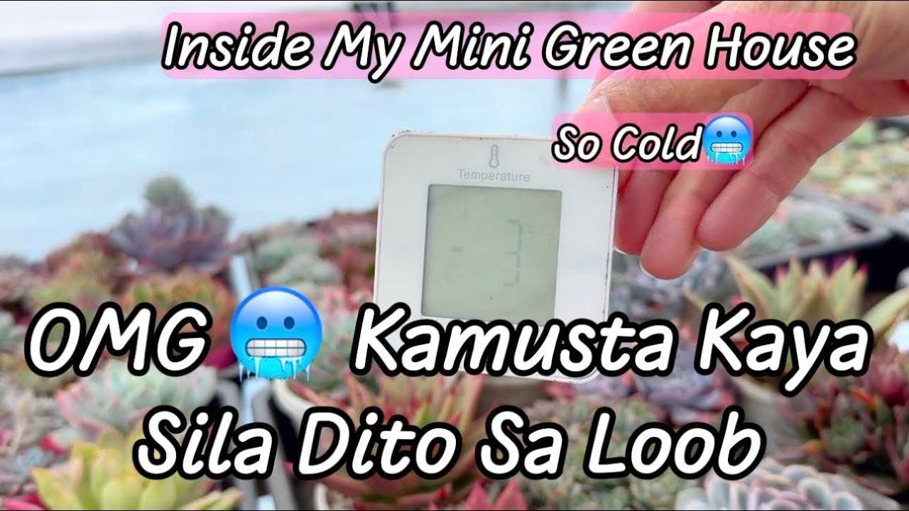 OMG😱Napakalamig Sa Loob Ng Mini Green House Ko🥶