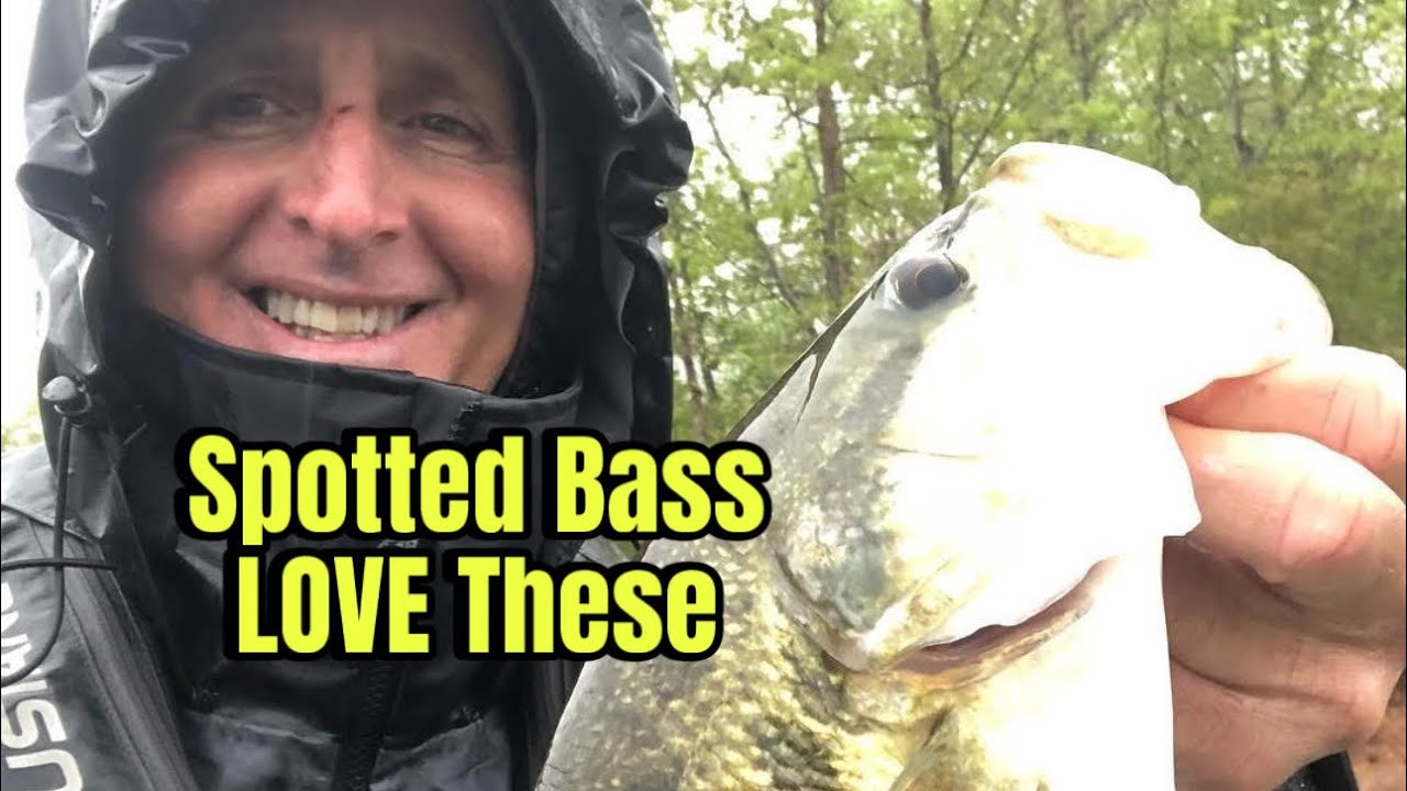 The 5 Best Spotted Bass Lures You&rsquo;ve Never Tried &hellip;