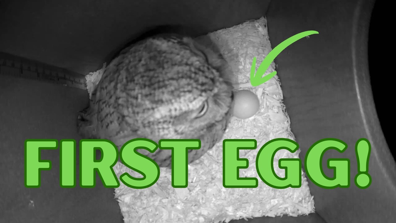 We Have an Egg! 🦉🥚 First Owl Egg of the Season