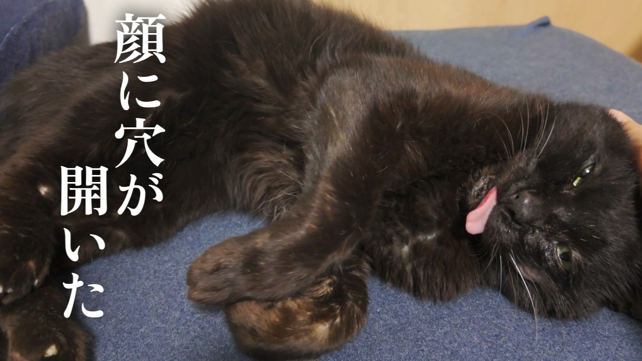 山間で10年暮らした保護猫 顔に穴が開いた【地域猫】