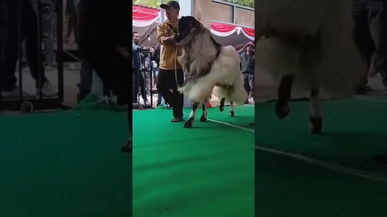 KAMBING PE MEWAH MENGIKUTI KONTES PIALA PRESIDEN 
