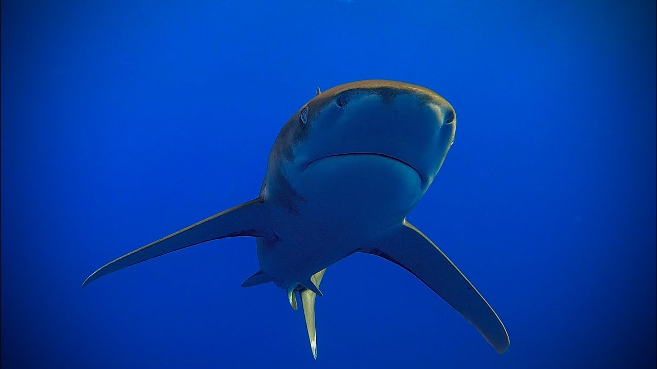 Beach Safari & Elphinstone - 25.10-04.11.2025