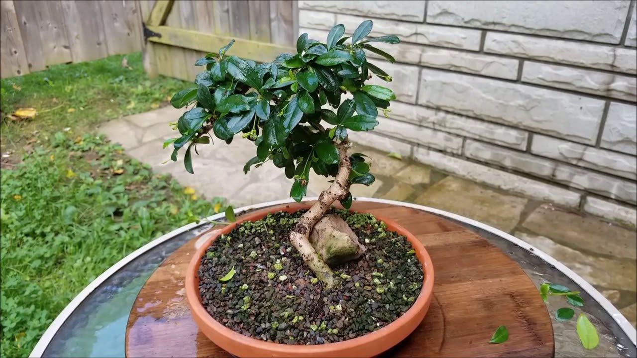 Fukien Tea Bonsai trim & Cuttings From The Bonsai Zone