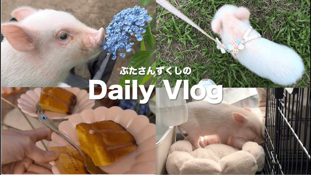 【Daiy Vlog】マイクロブタとの日常　兄夫婦との初対面 | くりーむの奇行 | お散歩で紫陽花