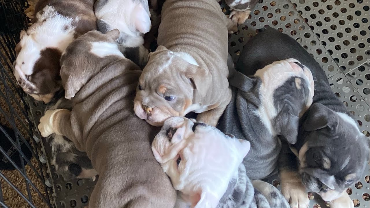 ENGLISH BULLDOG PUPPIES FOR SALE