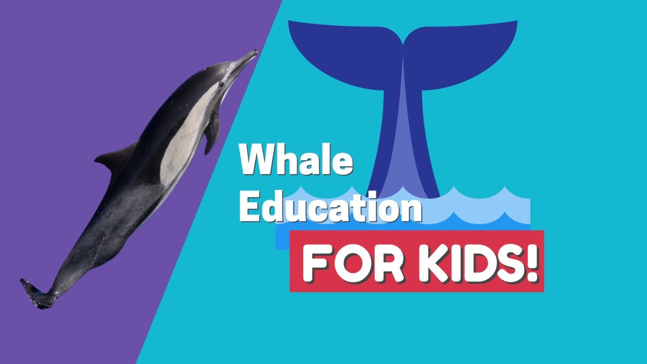 Whale Education for Kids | How Do Whales Eat? | Baleen vs Toothed Whales | How Do Whales Breath?