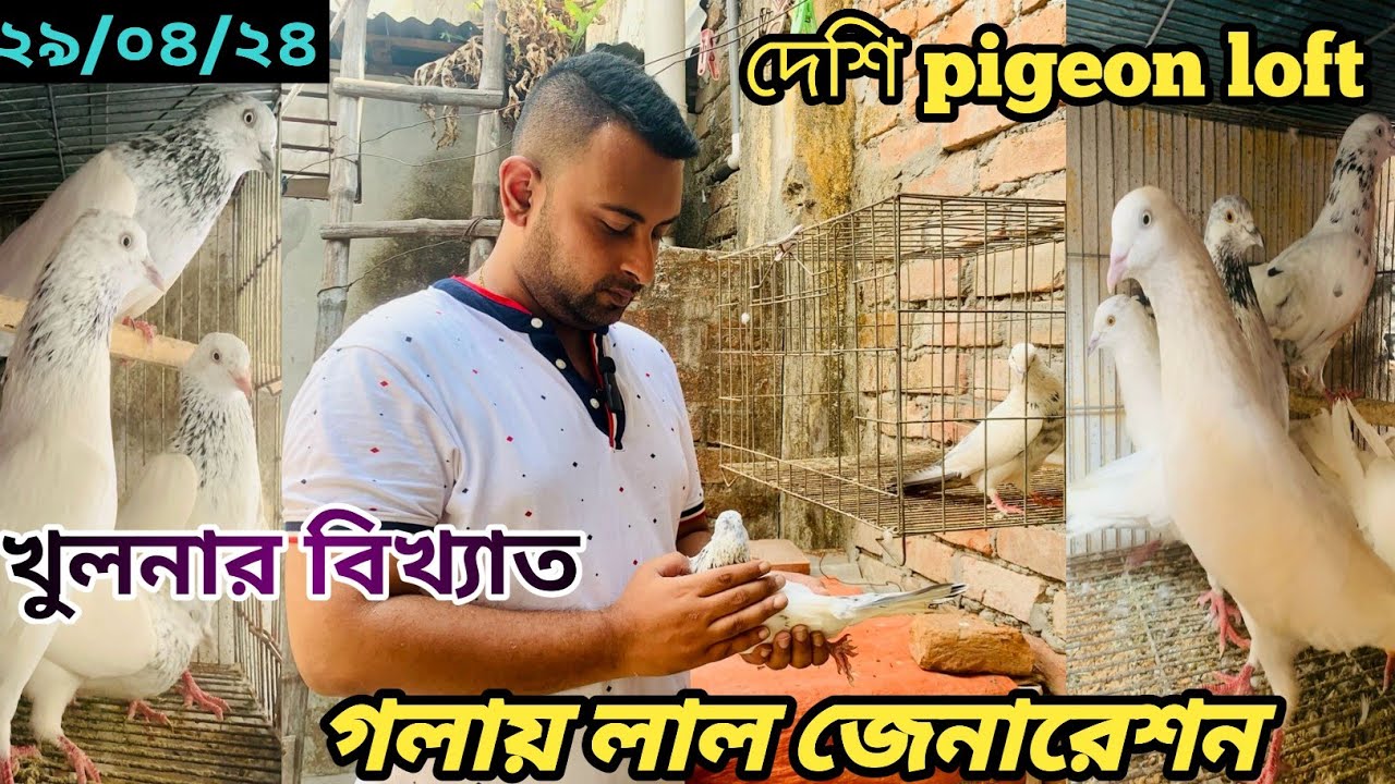 সুমিত ভাই এর গলায় লাল কবুতরের খামার ||খুলনার বিখ্যাত গলায় লাল কবুতর || highflyer most popular pigeon