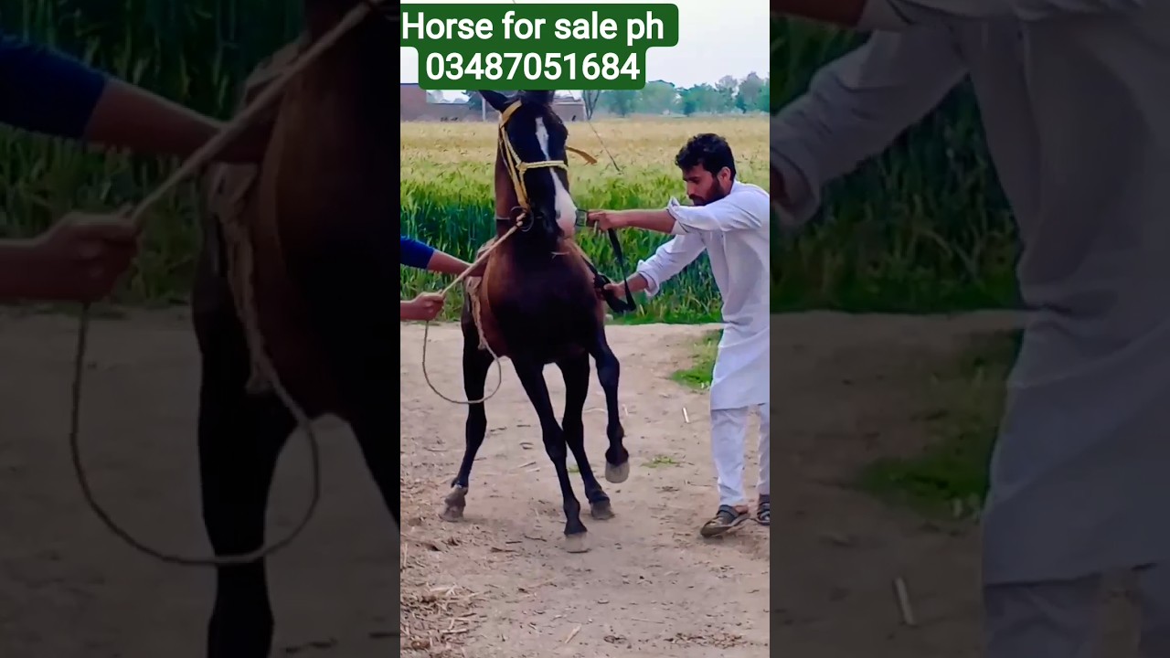 Top best beautiful horse dance horse for sale|