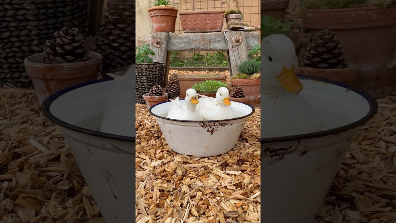 Hobby Garden decorating #farmlife #woodworking #gardenlife #farmlove #hobbygarden #farm #callduck