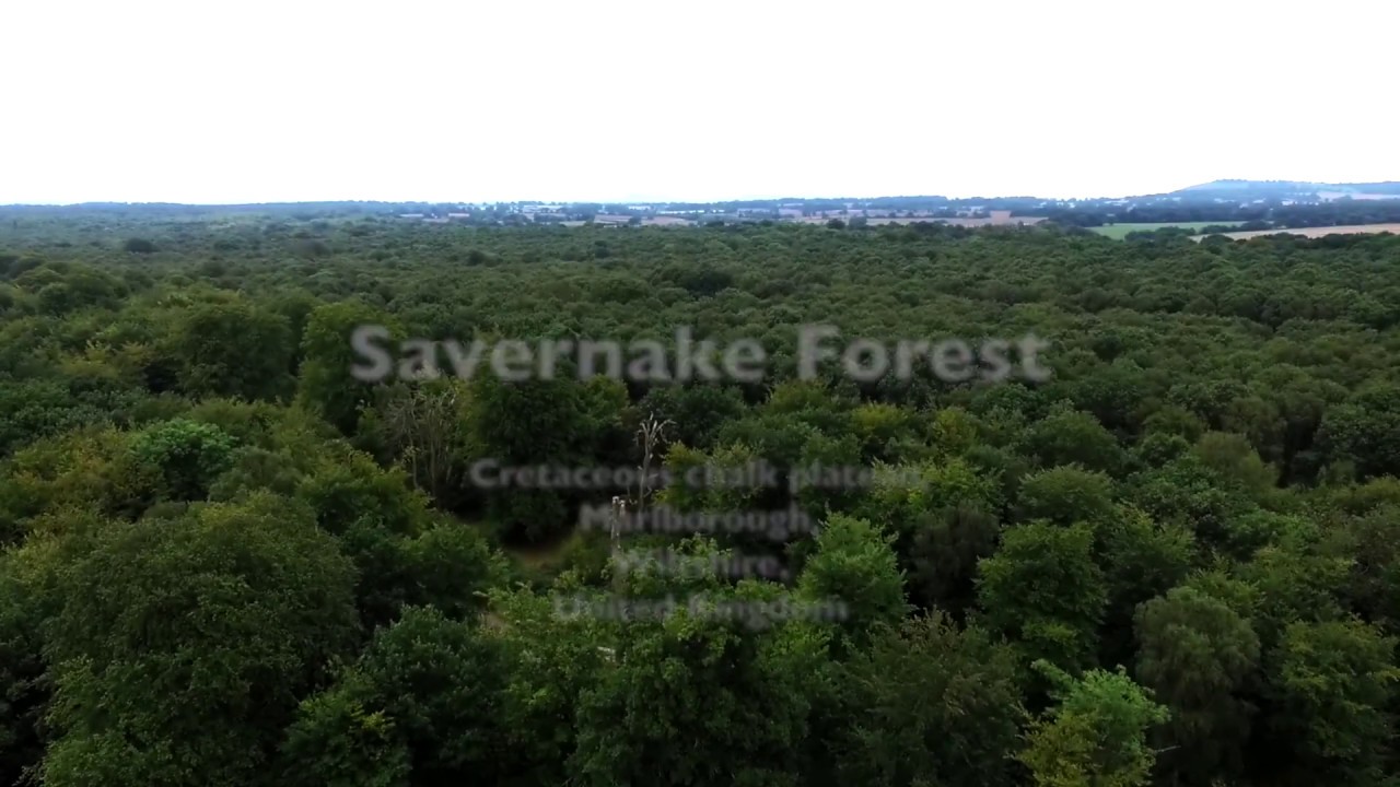 Savernake Forest (Drone Footage)