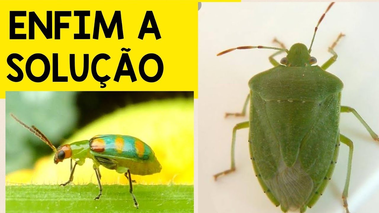 🌱 FUROS NAS FOLHAS NUNCA MAIS! ACABE COM VAQUINHAS E PERCEVEJOS DA HORTA