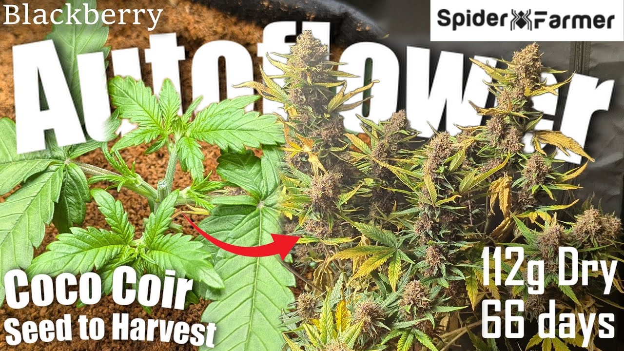 How I Grow -36- From Seed to 112g Harvest -Blackberry Auto Fastbuds - Spiderfarmer SF4000