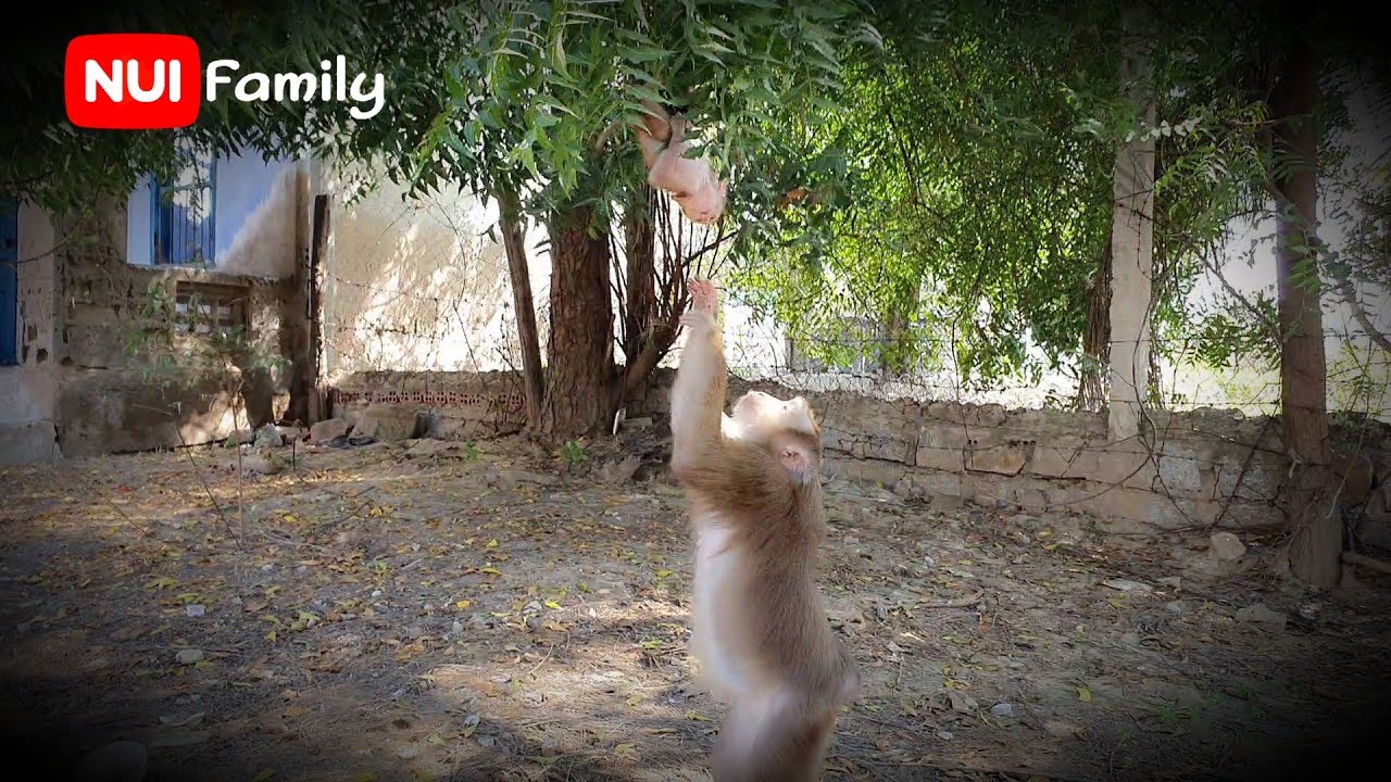 Nui rescues her daughter Poni | Nui Family