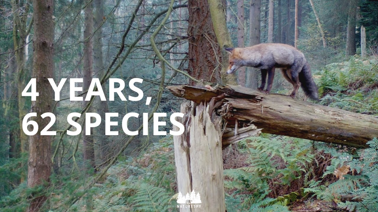 4 years, 62 species: Wildlife of the North York Moors captured on trail camera