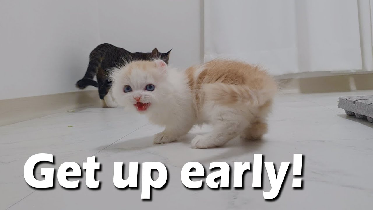 a Little Kitten is Very Angry Because I Woke Up Late