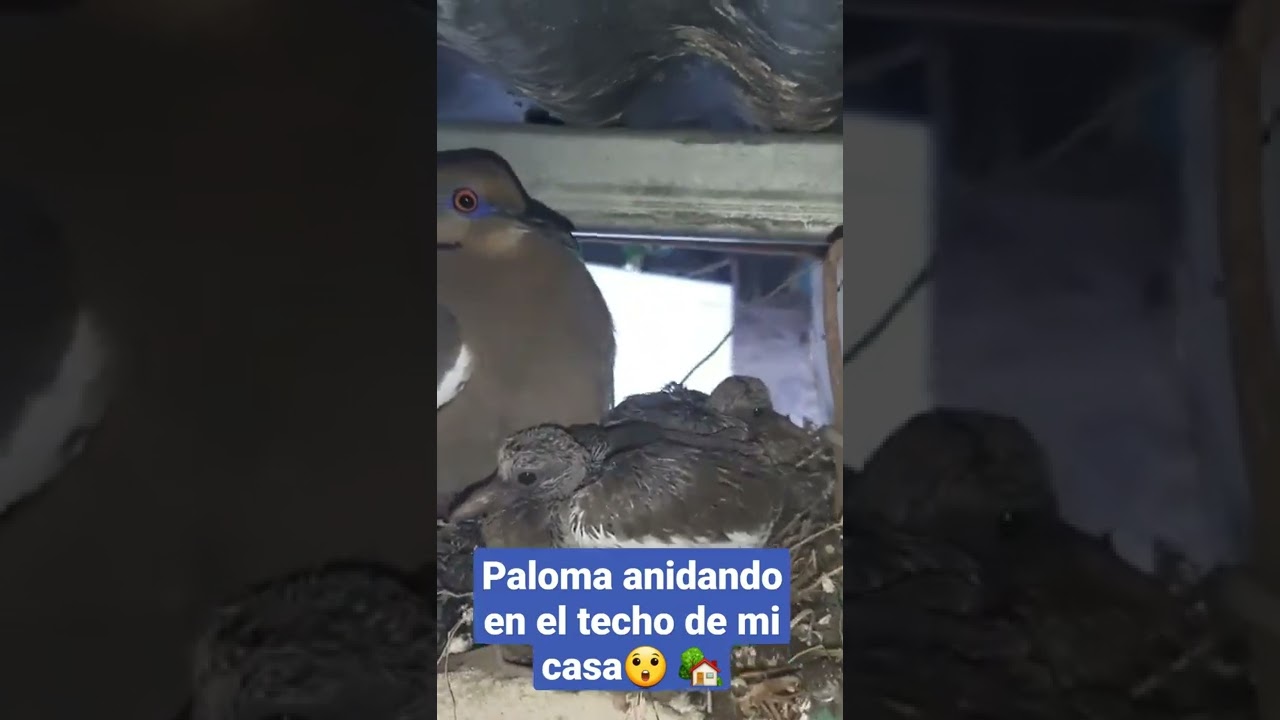 Ya nacieron sus beb&eacute;s... paloma hizo su nido en el techo de mi casa 🏡😳