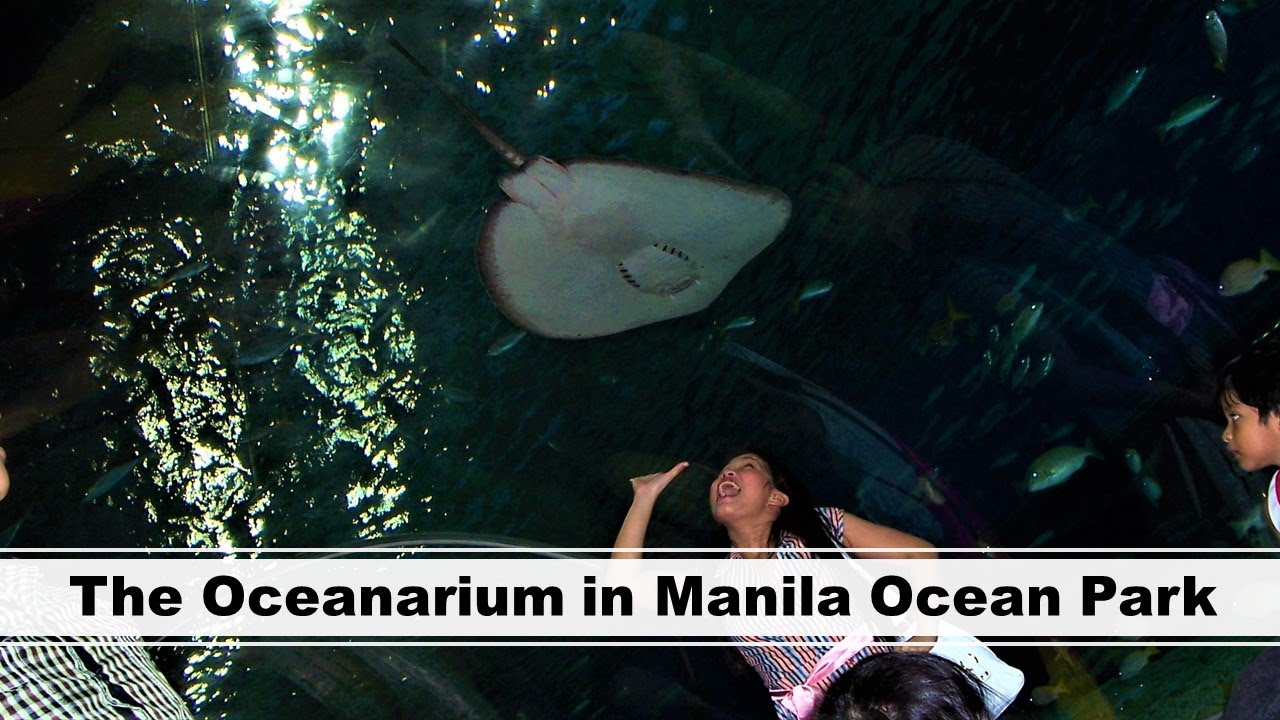 Experience The Oceanarium in Manila Ocean Park | Manila, Philippines