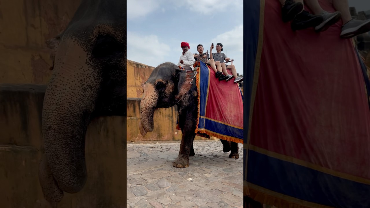 Huge Elephant 🐘 Ride in Amer Fort Jaipur Dairies #amerfort #jaipur #amberfort #jaipurpalace #like