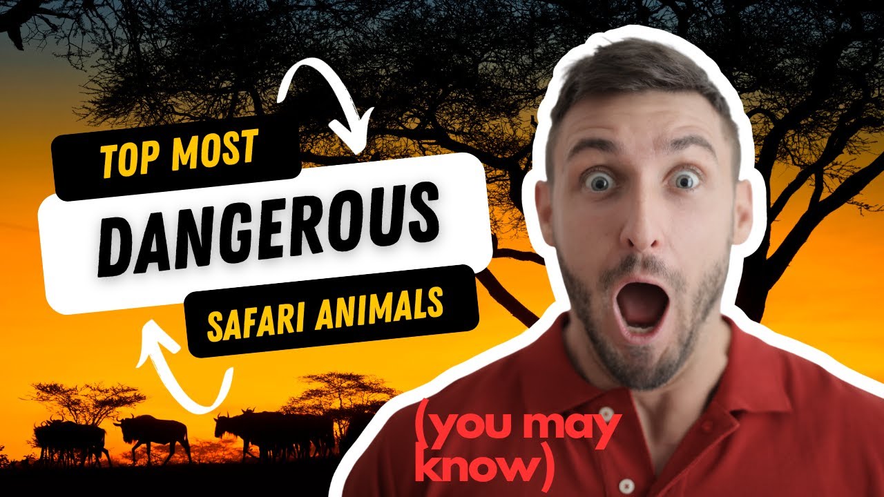 Top Most Dangerous Safari Animals!