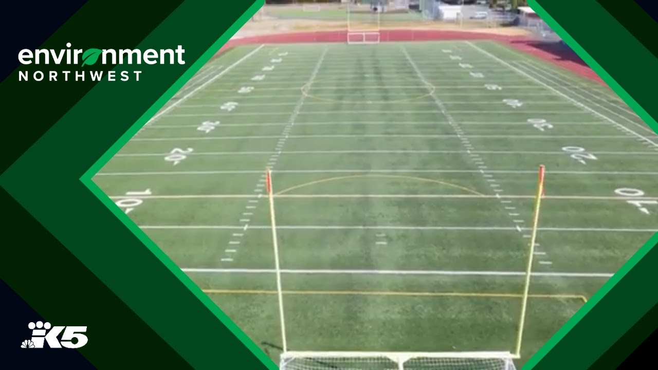 WSU researchers aiming to replace artificial turf with real grass