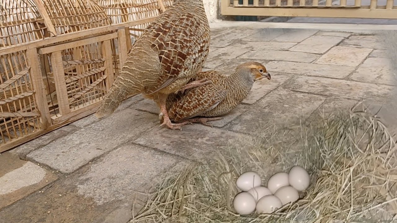 Teetar Mai Calcium ki Kami ki Ilamaat ar Elaaj | Deficiency of Calcium In Teetar @BirdsLovers99