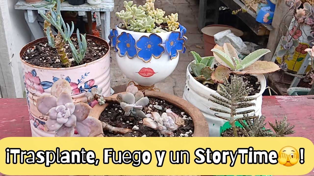 Trasplantes atrasados  y les cuento como me Robe una Suculenta 🫣