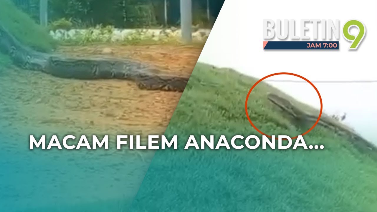 Tular, Ular Gergasi Dirakam Di Shah Alam?