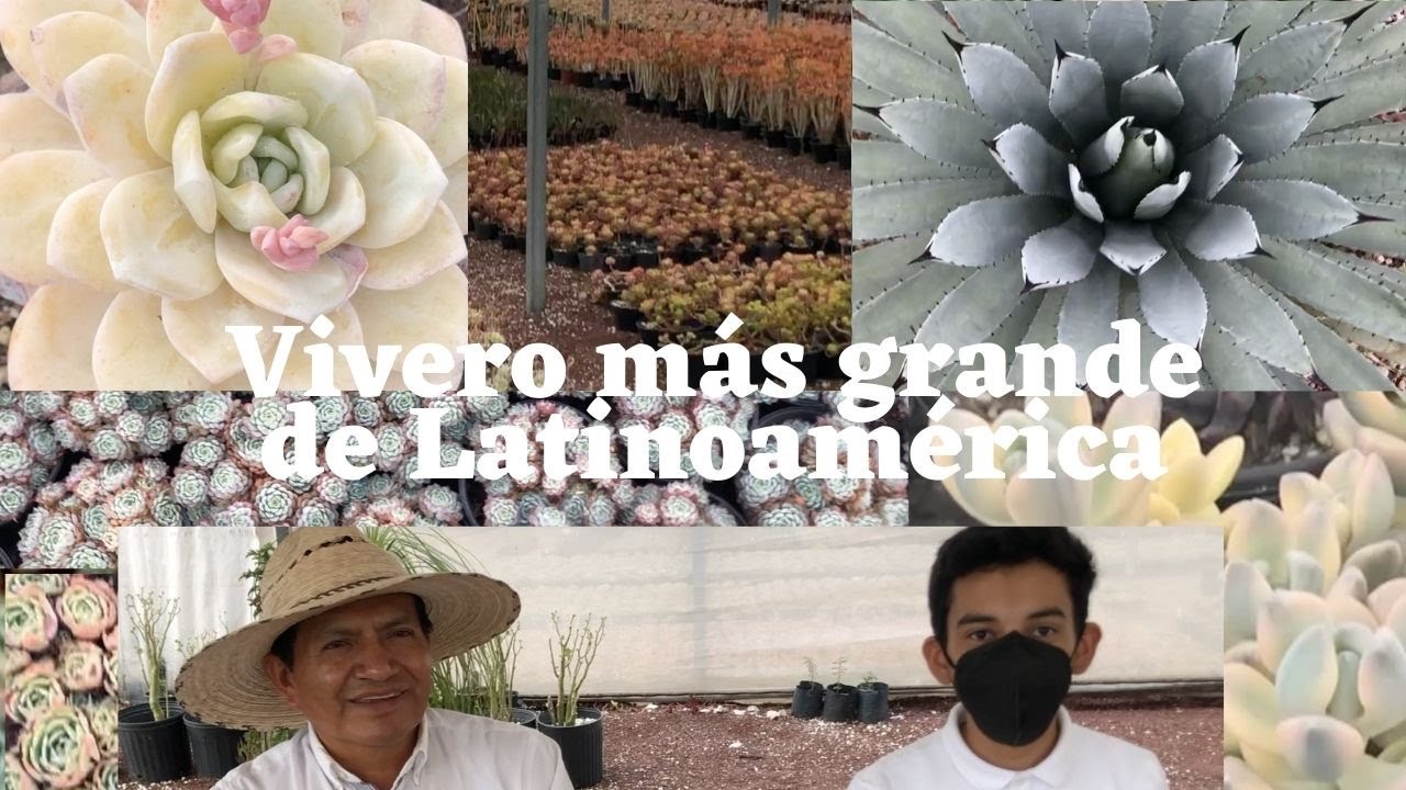 ¡Visitamos el VIVERO de SUCUS más GRANDE de Latinoamérica! - Mundo Suculento