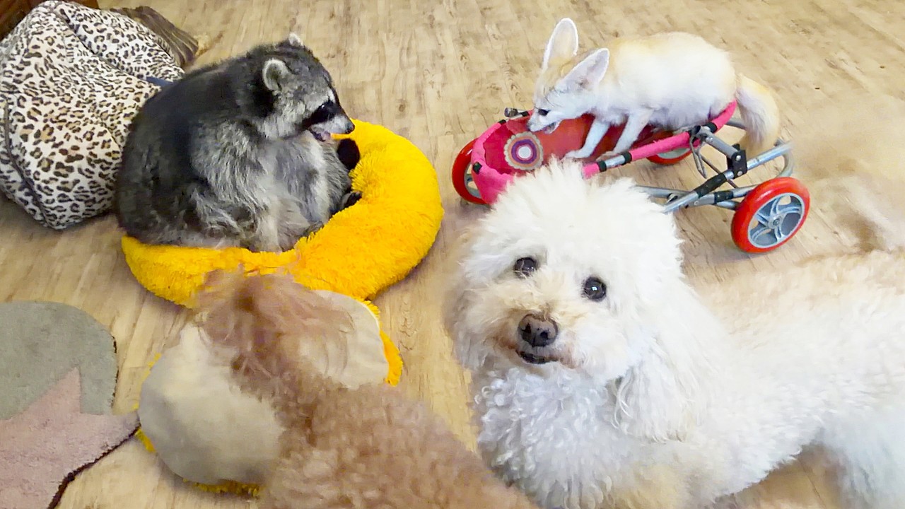 Marcel the raccoon wanted to go to bed, but all the animals were bothering him.