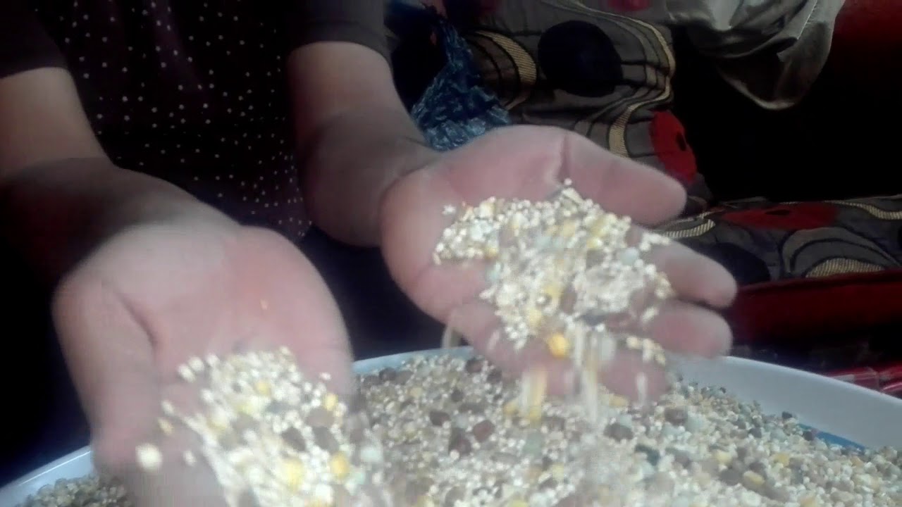 كلفة الحمام تركيب ومواصفات الأكل الصحيح للحفاظ علي صحة الطيور