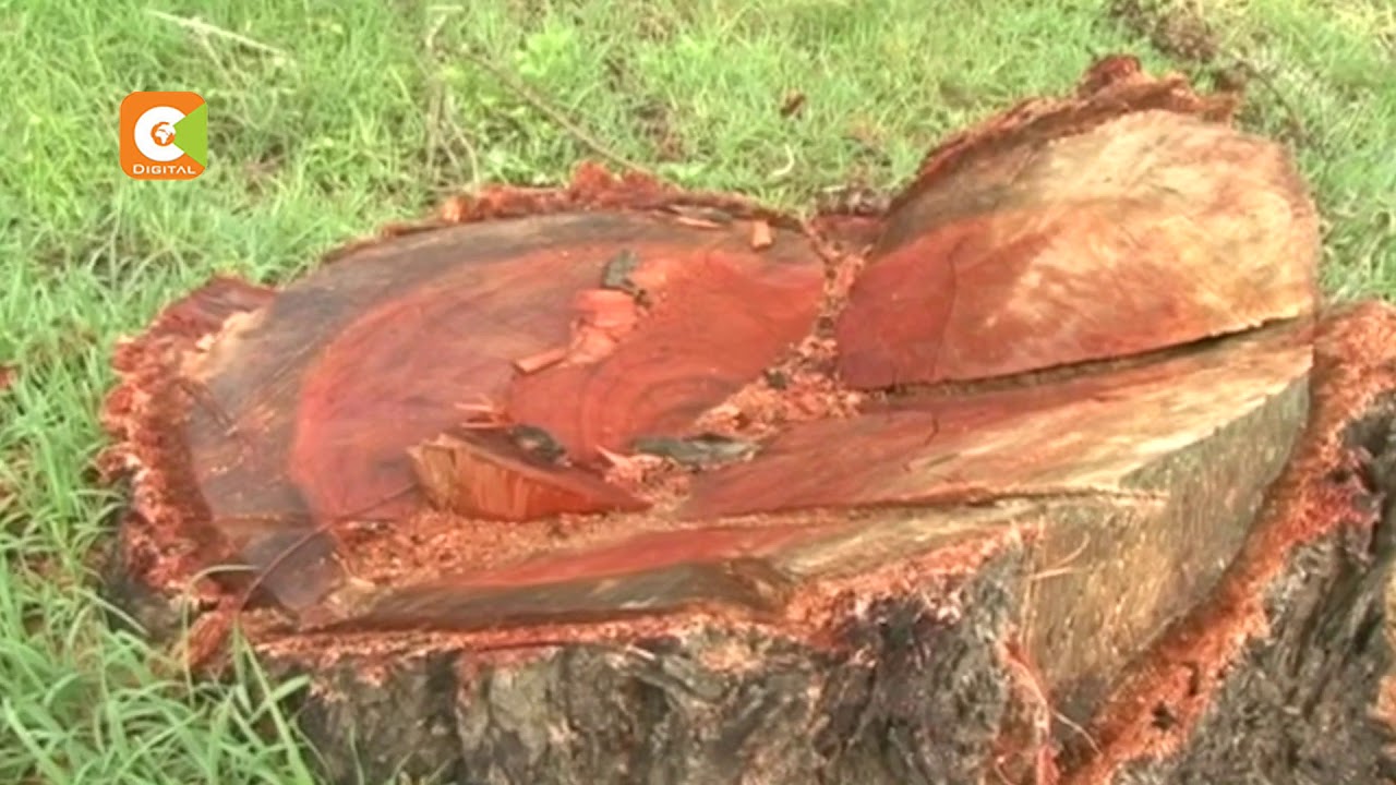 EACC to probe Kenya Forest Service