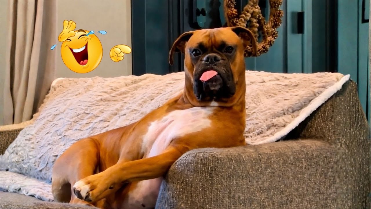 I Can’t Believe These Dogs Are Still This Funny 😂 Best Funny Dog Videos of 2026 🐶