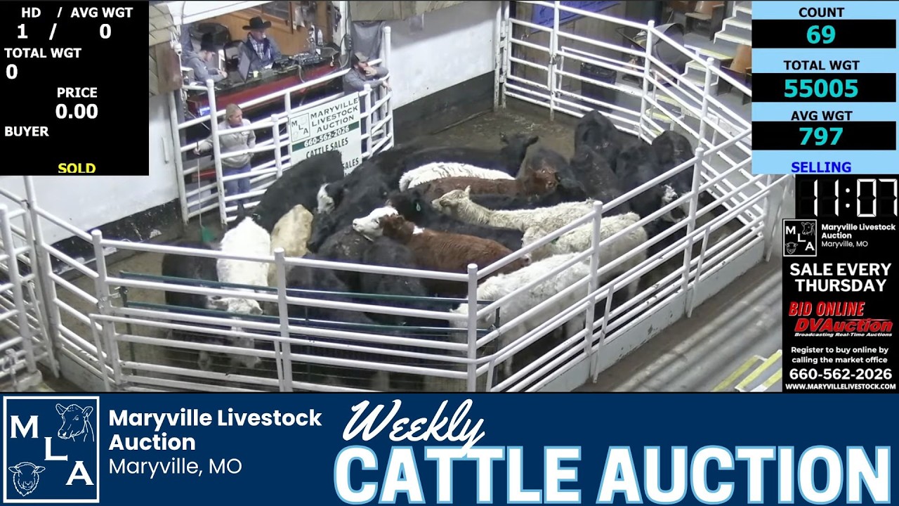 Direct Ring-Side Action: Maryville Livestock Auction Cattle Sale | March 5, 2026
