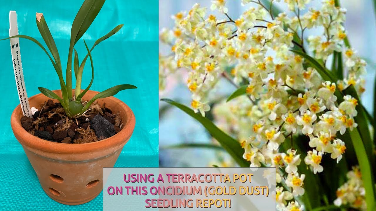 Repot of Oncidium Chian tzy Chiou ping TOW Orchid Seedling