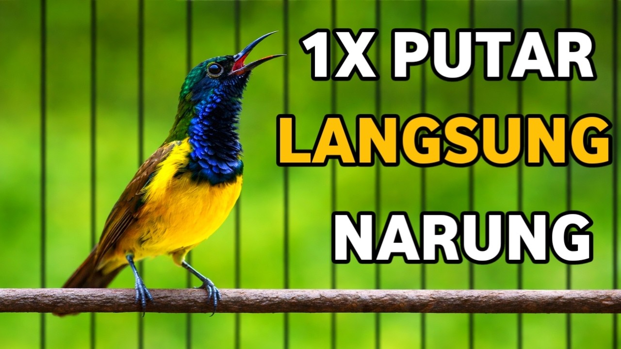 1X PUTAR LANGSUNG KARUNG, TES MENTAL SOGON MENTAL FIGHTER