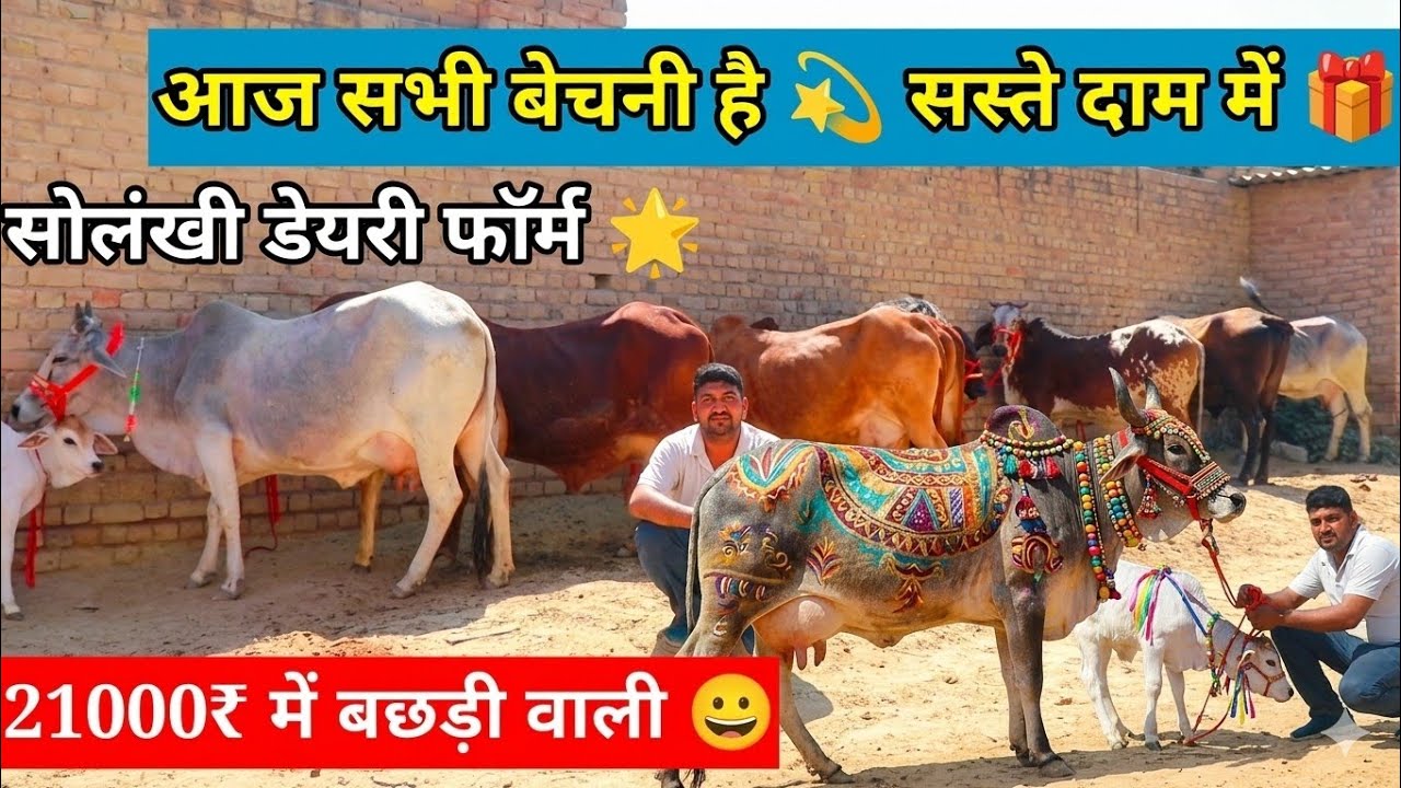 💫सुरेंद्र जी की स्पेशल 7 गाय खरीदो🎁मात्र 21000₹ में आधी से भी आधी👍क़ीमत में शुद्ध थारपारकर ✨ 7 Cow