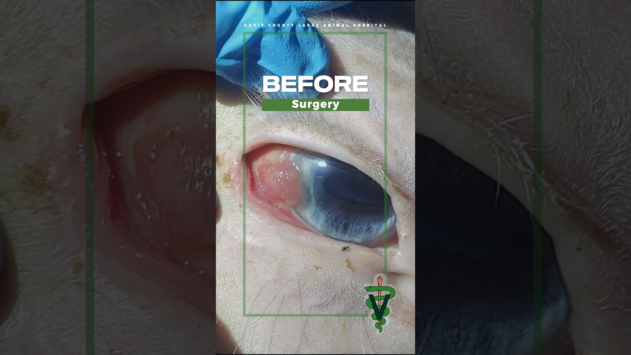 Squamous Cell Carcinoma (SCC) in horses