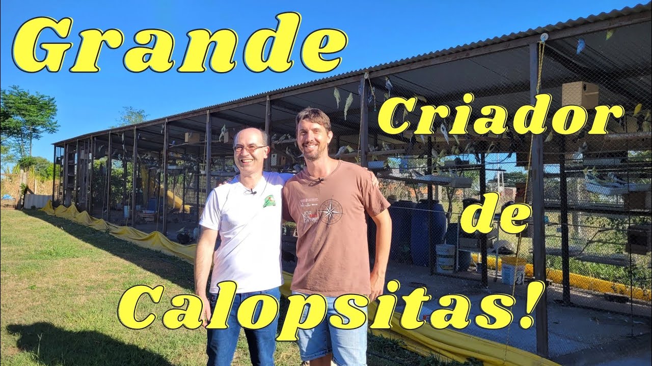 Berilo Brum e suas Calopsitas, fomos ao vivo conferir!!!